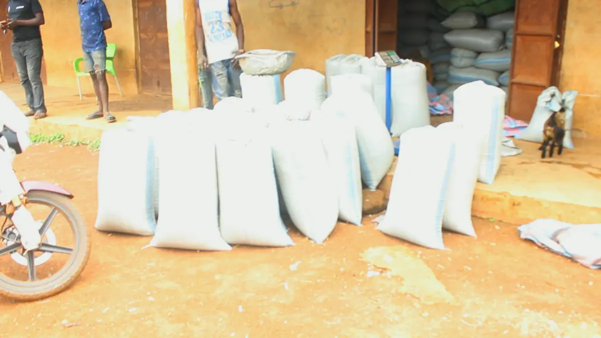 Bags at a collection point, ready to weigh